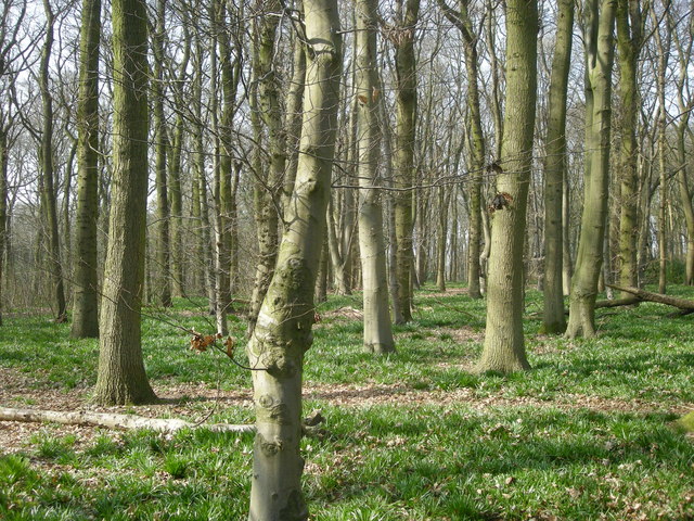 Cawston Woods near Rugby good family day out with young children