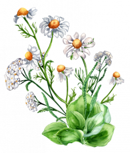 bouquet of herb watercolour