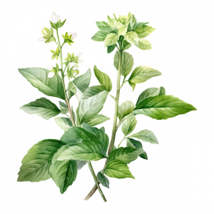 Illustration Of Plant At Blue Windmill Day Nursery 300x300