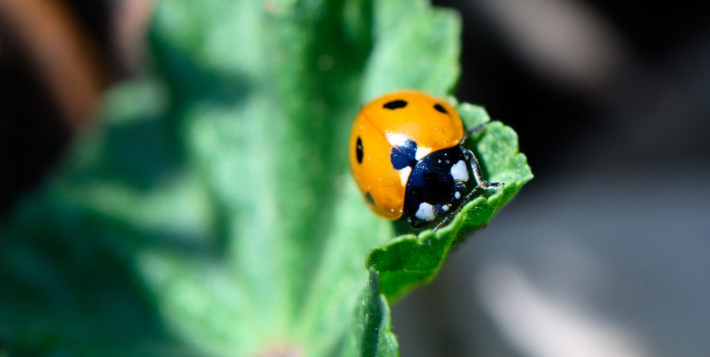 ladybird in the baby garden at blue windmill day nursery