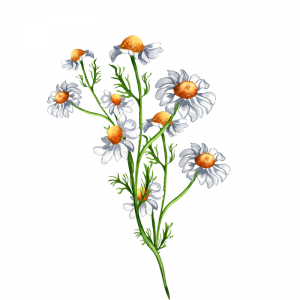 watercolour plant for Blue Windmill Day Nursery