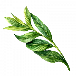 leaves illustration for Blue Windmill Day Nursery in Rugby leaves illustration for Blue Windmill Day Nursery in Rugby